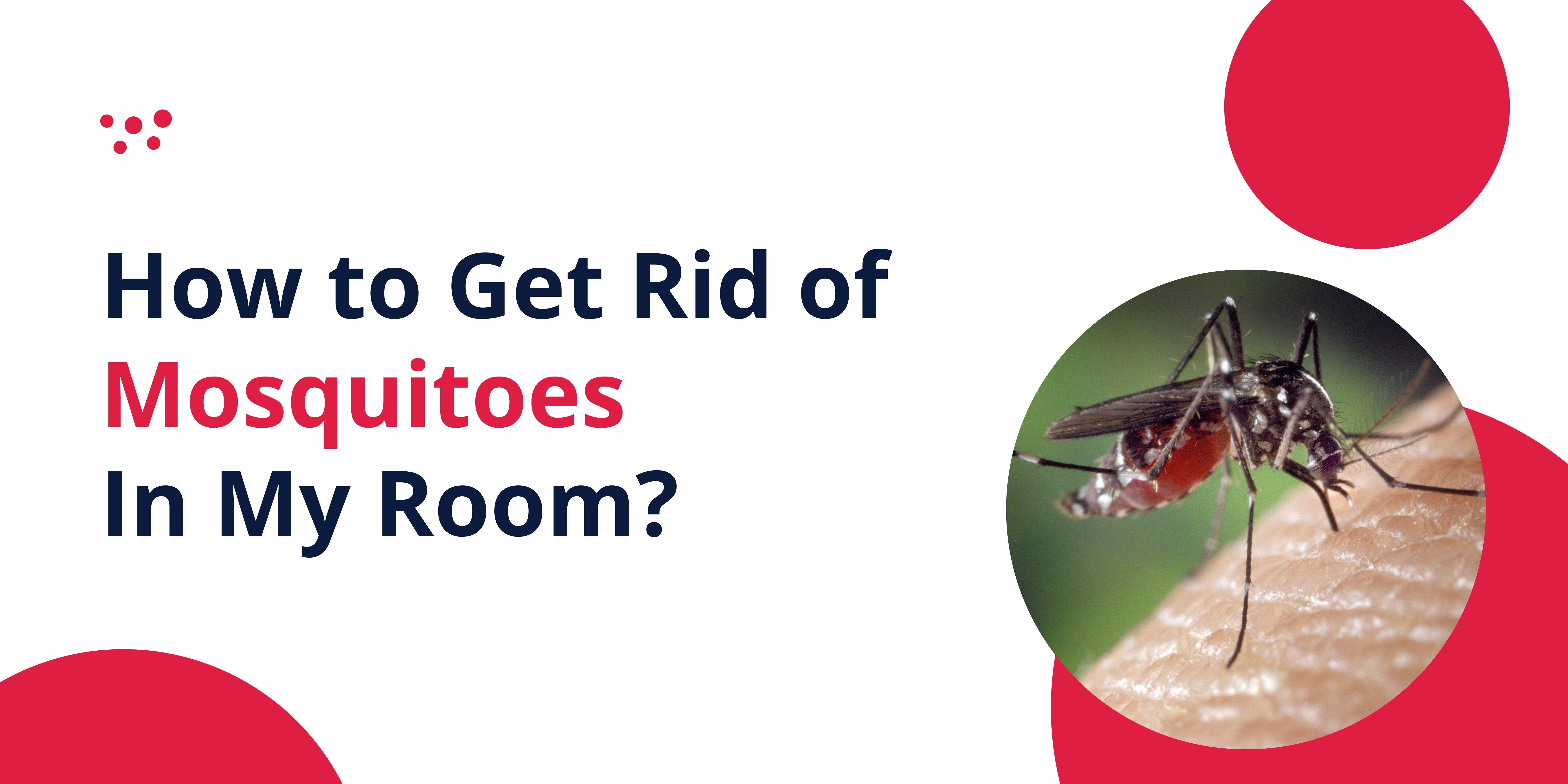 how-to-get-rid-of-mosquitoes-in-my-room